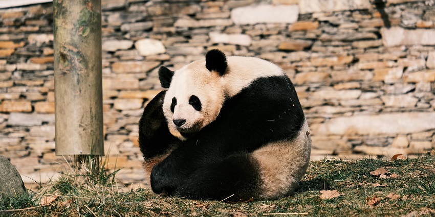 Meeting the giant pandas is one of the best things to do in China.
