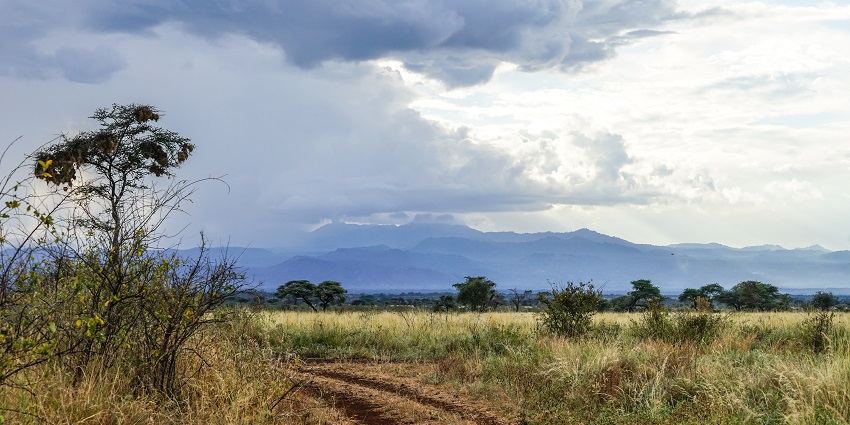 Meru National Park with the vehicle tyre trails on the dirt road, amidst embarking on Kenya jungle safari.