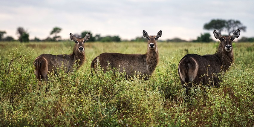 Three female waterbucks at Meru National Park - one of the national parks in Kenya.
