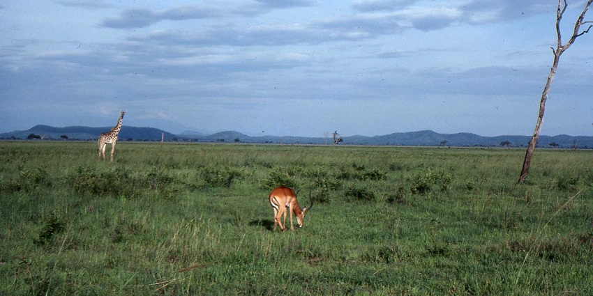 a deer eating grass and a tall giraffe in the green landscape of Mikumi National Park