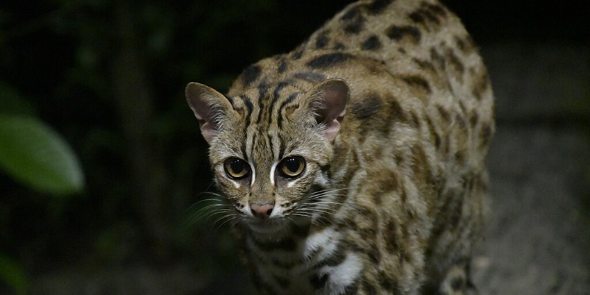 A Fishing cat at night with a unique pattern, reflective yellow eyes and a blurry leaf