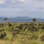 Landscape of Mikumi National Park with green bushes, trees and distant mountains.