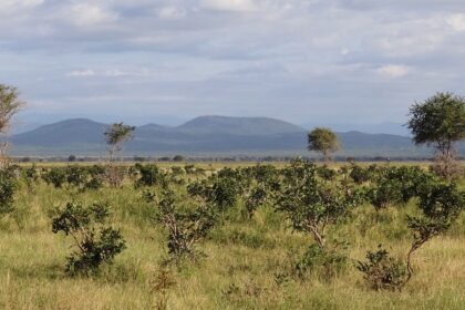 Landscape of Mikumi National Park with green bushes, trees and distant mountains.