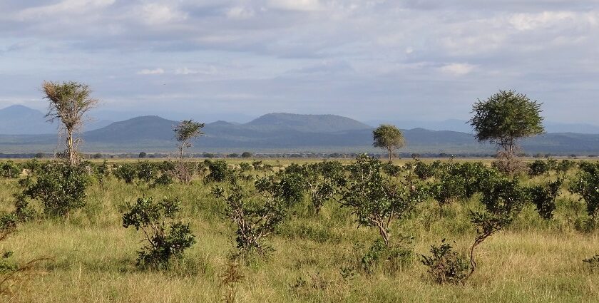 Landscape of Mikumi National Park with green bushes, trees and distant mountains.