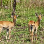 A pair of beautiful Bohor Reedbuck antelopes in Northern Ghana’s Mole National Park.