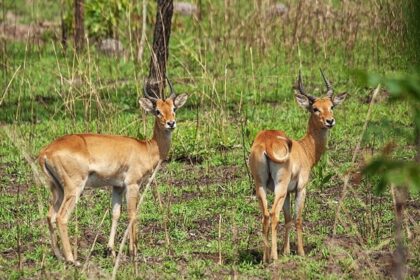 A pair of beautiful Bohor Reedbuck antelopes in Northern Ghana’s Mole National Park.