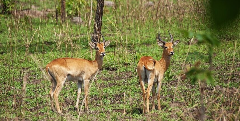 A pair of beautiful Bohor Reedbuck antelopes in Northern Ghana’s Mole National Park.