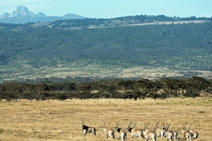 The peaks of Mount Kenya, slightly covered in snow and surrounded by small green hills.