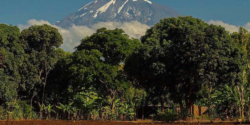 The peak of Mount Kilimanjaro with clouds visible behind the trees and dense forest