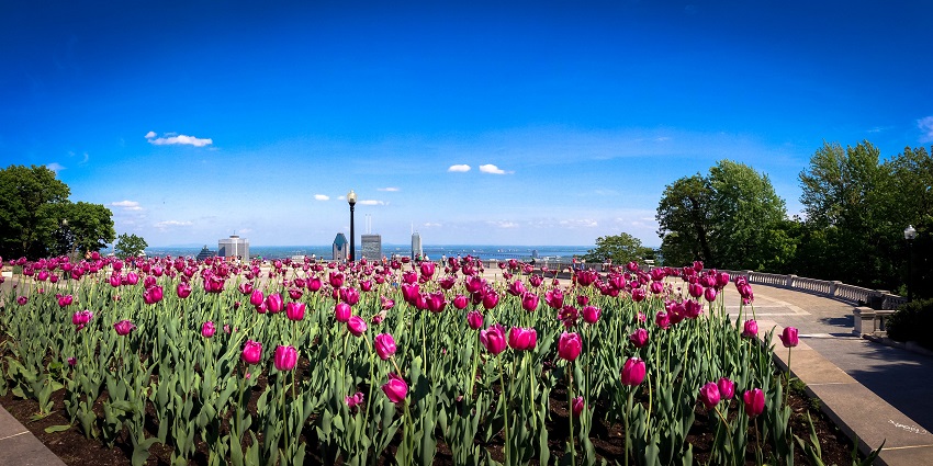 An image of Mount Royal Park with lush greenery and visitors enjoying outdoor activities.