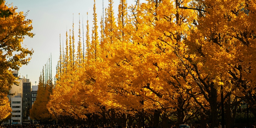 Golden ginkgo leaves in a Tokyo city park illuminated by soft autumn sunlight–things to do in tokyo in november