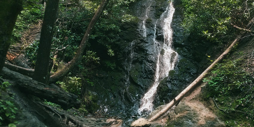 A small waterfall surrounded by green leaves, trees and multiple broken trees and logs