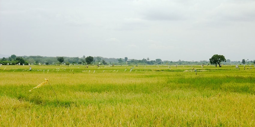 Rice fields in the landscape of Mto Wa Mbu village with trees and flag stick marks.