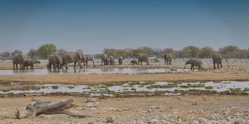 A herd of elephants in a Namibian National Park walking near a watering hole