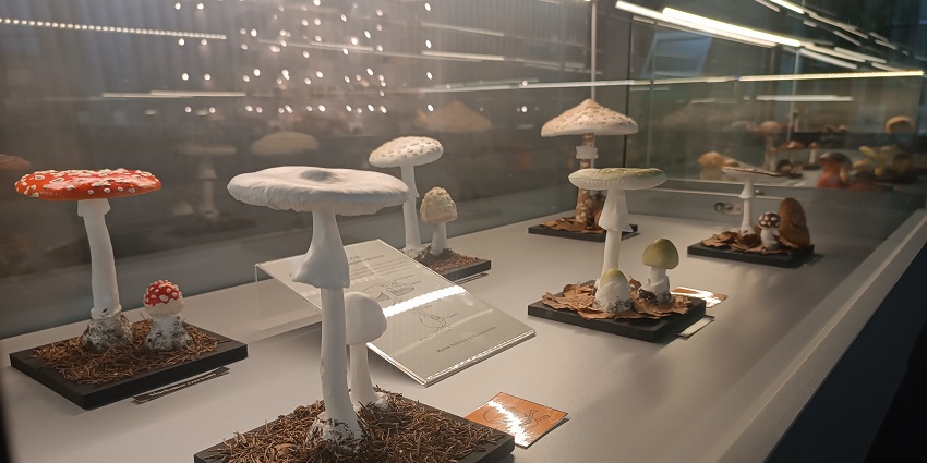 Snapshot of the beautiful Mushroom Museum in the Greece