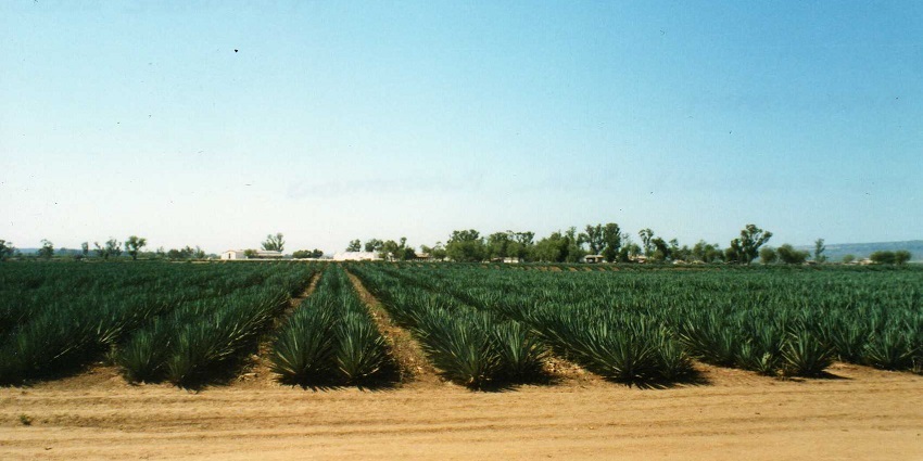Sisal plantation on the landscape of southern Madagascar with houses and trees at a distance