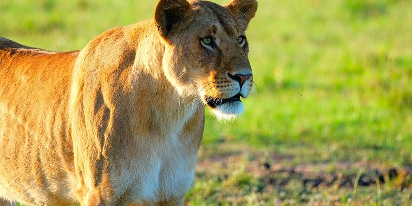 A lioness in the Nabisco conservancy standing and staring at greenery in the background