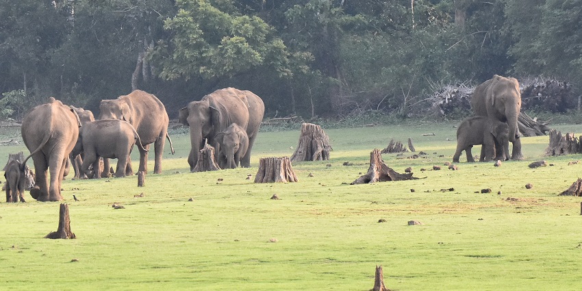 A group of playful elephants with their young ones in Nagarhole National Park near Coorg.
