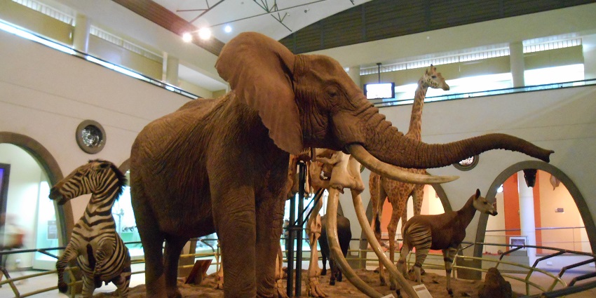 Nairobi National Museum represents a wide range of Kenyan wildlife with taxidermy displays.