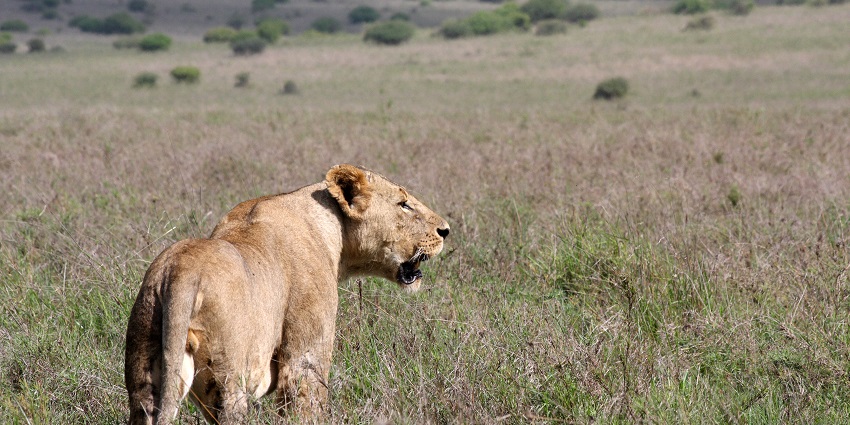 A lioness is roaring amidst the green grassland - one of the national parks in Kenya.