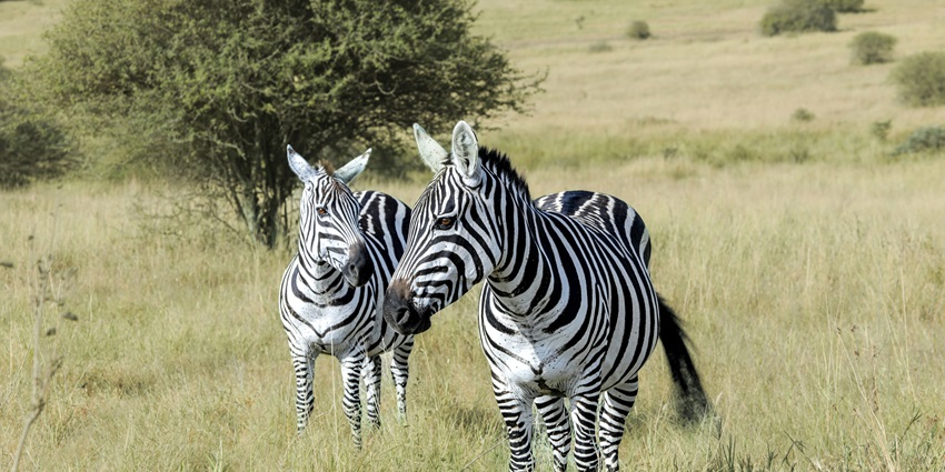 A view of two zebras amid the Nairobi National Park - among the things to do in Nairobi.