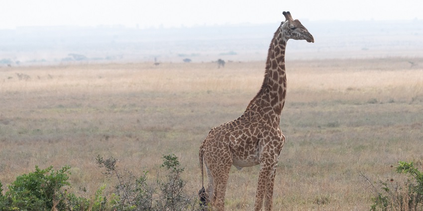 A distant view of a Giraffe standing in the grassland of Nairobi National Park Kenya.