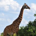 Two giraffes at the Nairobi National Park next to trees against a white clouded sky.