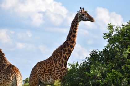 Two giraffes at the Nairobi National Park next to trees against a white clouded sky.