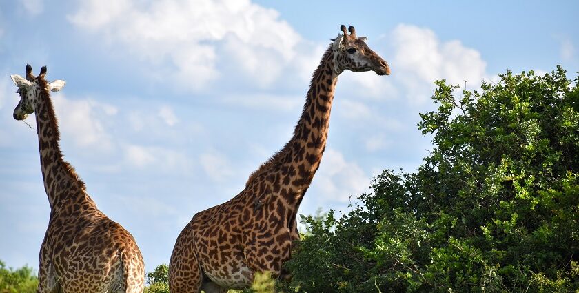 Two giraffes at the Nairobi National Park next to trees against a white clouded sky.