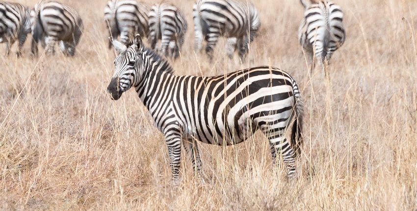 A zeal of zebras is passing through the dry grassland of the Nairobi National Park