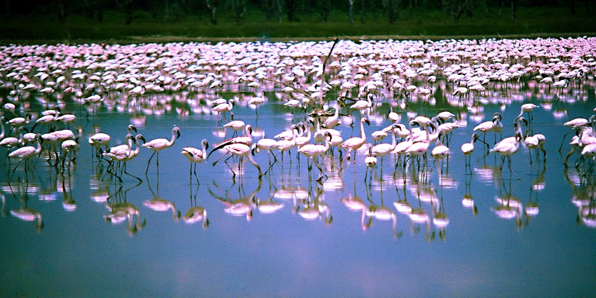 The shadow of a huge population of flamingos is reflecting on the Nakuru Lake in Kenya