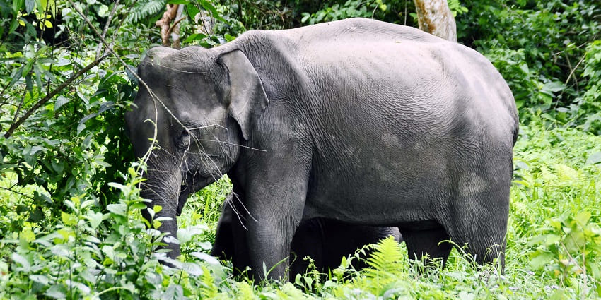 Trek through untouched forests and vibrant wildlife at Nameri National Park, Jharkhand!
