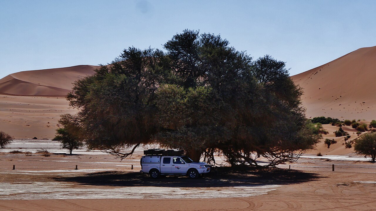 A distant view of the Namib Naukluft park showing a safari jeep under a tree and sand dunes in the background