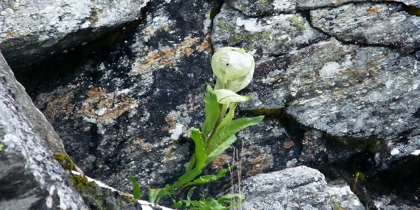 A mesmerising flower in the Nanda Devi National Park.