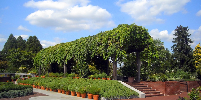 A picture of one of the places for Valentine's Day in Washington D.C. covered in greenery all over