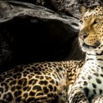 A leopard sitting amidst the semi-dry grassland of one of the national parks in Kenya.