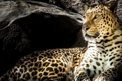 A leopard sitting amidst the semi-dry grassland of one of the national parks in Kenya.