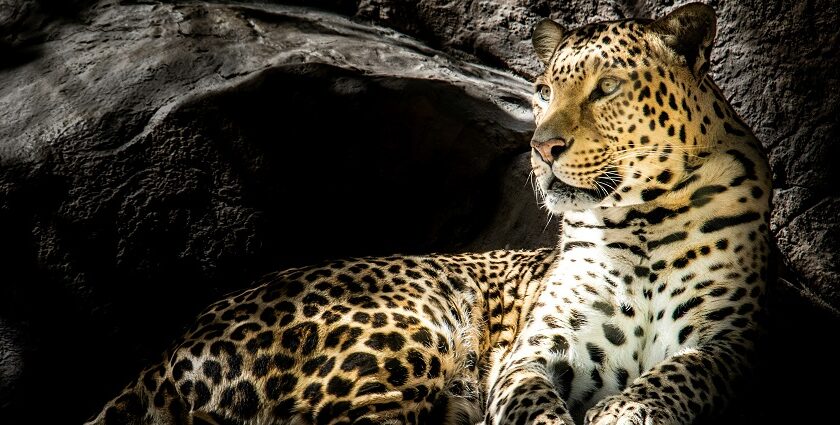 A leopard sitting amidst the semi-dry grassland of one of the national parks in Kenya.