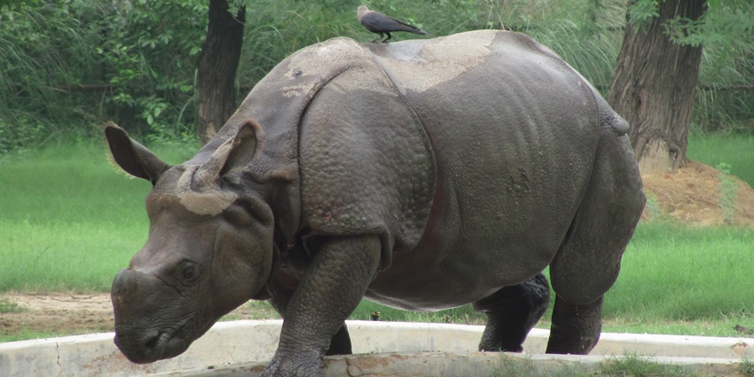 The National Zoological Park, one of the top places to visit near Noida within 100 kms.