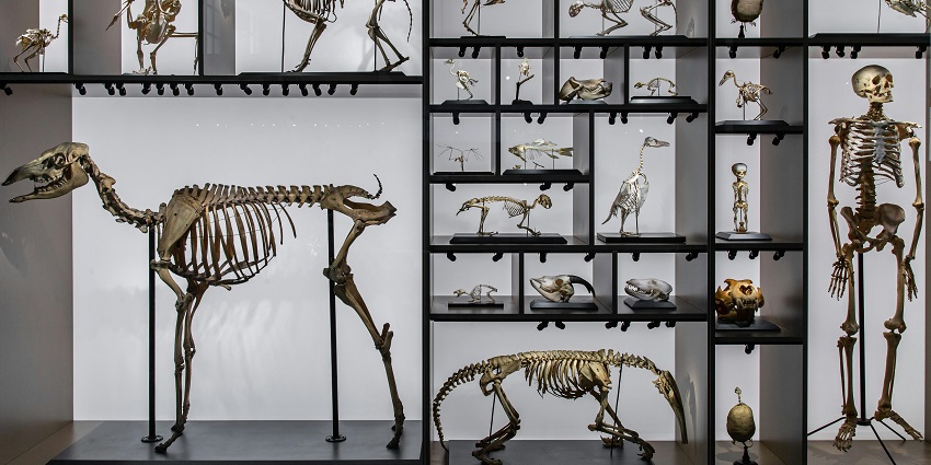 Snapshot of the zoological section in the nagpur central museum in Maharashtra