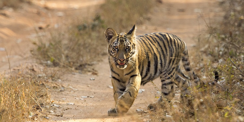 A picture of Jungle Safari near Pune to witness tigers, like Waghdoh and Chori.