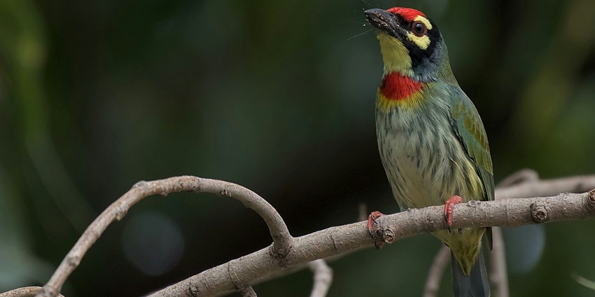 A glimpse of a bird at the Nawabganj Bird Sanctuary, one of the top places to visit near Lucknow within 50 km.