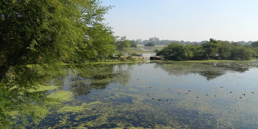 A picture of a scenic lake amidst the lush green expanse of Nawabganj Bird Sanctuary