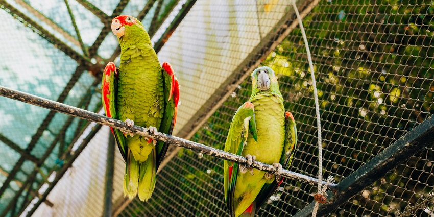 Nawabganj Bird Sanctuary is a literal heaven for bird watchers