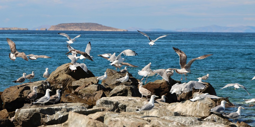 View of seagulls on rocky shore of Naxos Island.