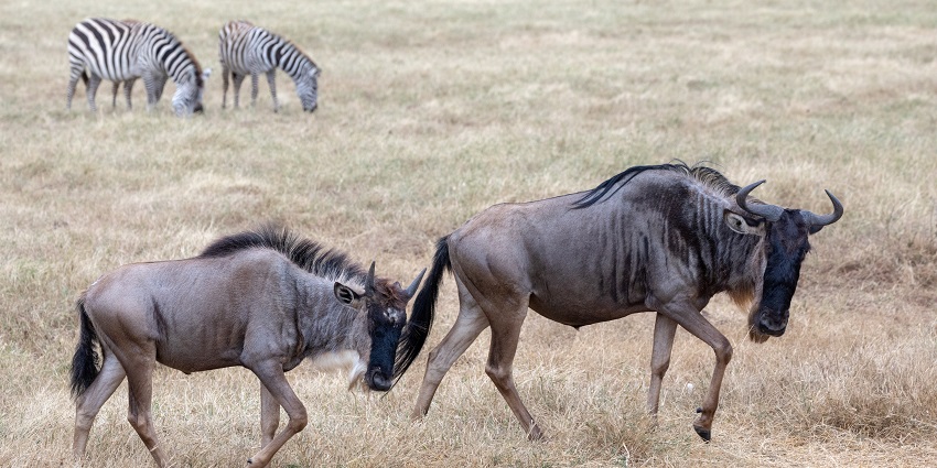 Two wildebeests in frame with two zebras behind them and a herd of animals a little far.