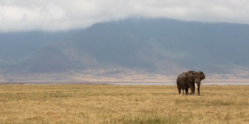 An elephant walking at Ngorongoro conservation area with brown grass and distant mountains