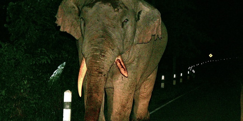 One Asian elephant with uneven tusks walking on the road at night and a lit road sign
