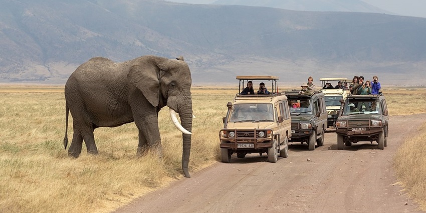 Safari vehicles with people viewing and stopping for an elephant crossing the road