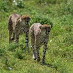 A group of cheetahs at the Ngorongoro National Park, surrounded by greenery.